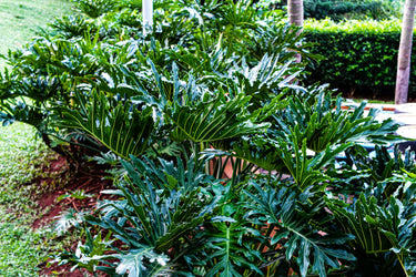 15 Lacy TREE PHILODENDRON Split Leaf Cut-leaf Selloum House Plant Seeds